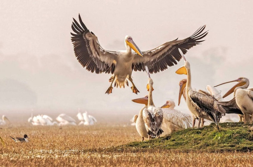 Aves en Keoladeo, Bharatpur
