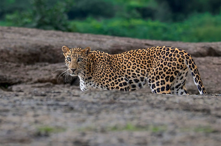 Leopardos en Jawai
