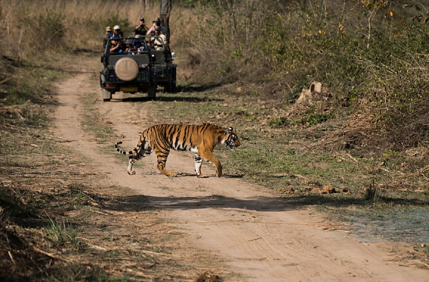 Safari de tigre en Ranthambore