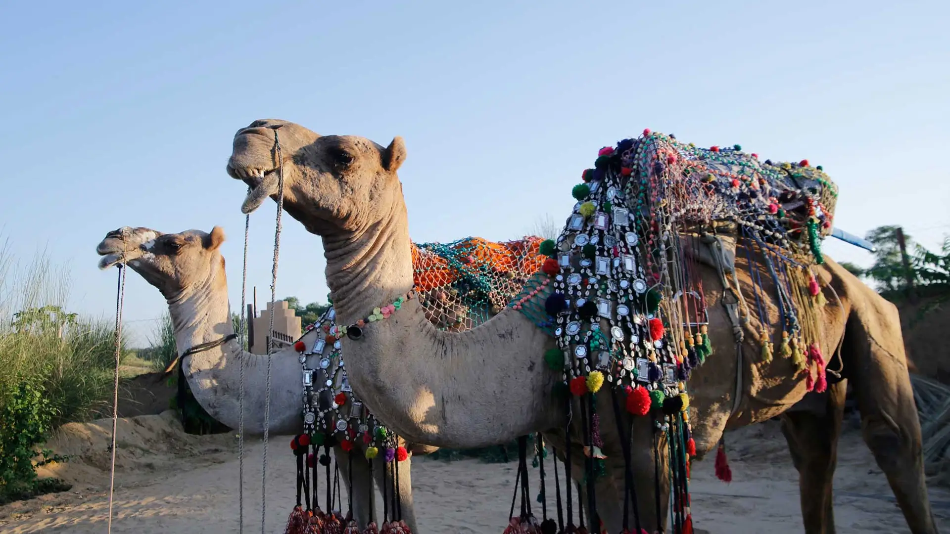 Pushkar y su feria de camellos