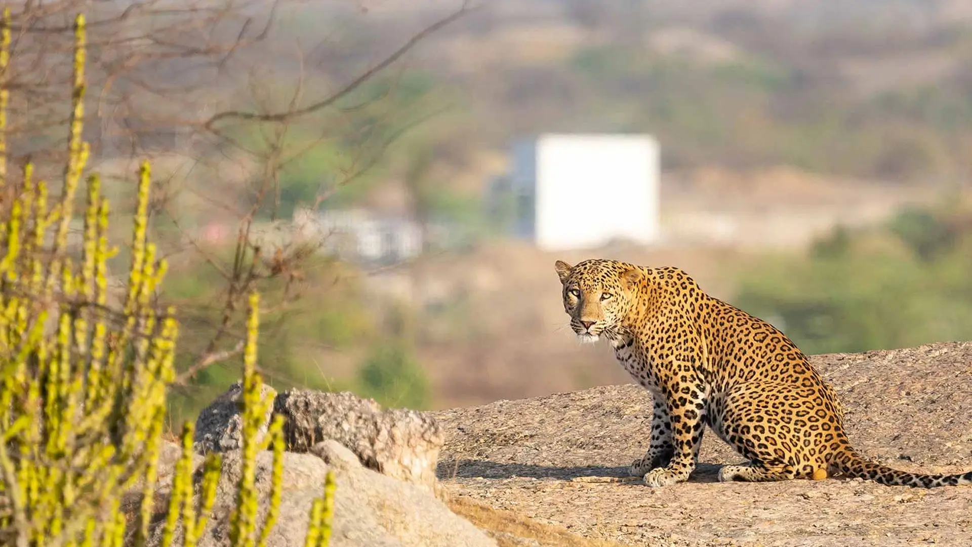 Safari de Leopardos en Jawai