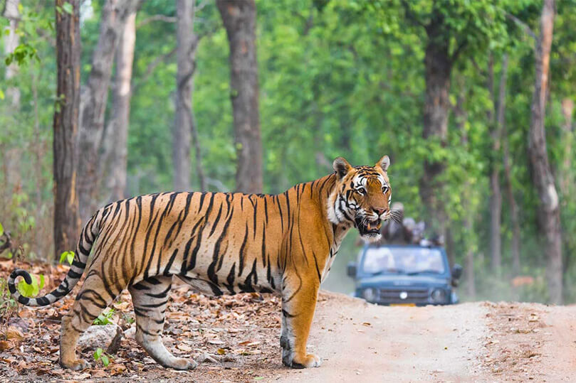 Rajasthan Tour with Ranthambore