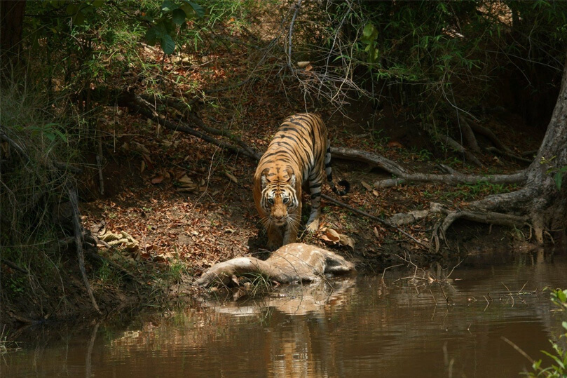 India Wildlife Tour