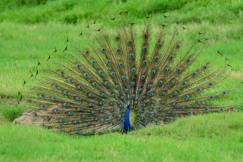 Excursiones al Santuario de Aves de Bharatpur