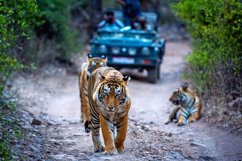 Triángulo Dorado con Ranthambore Tours