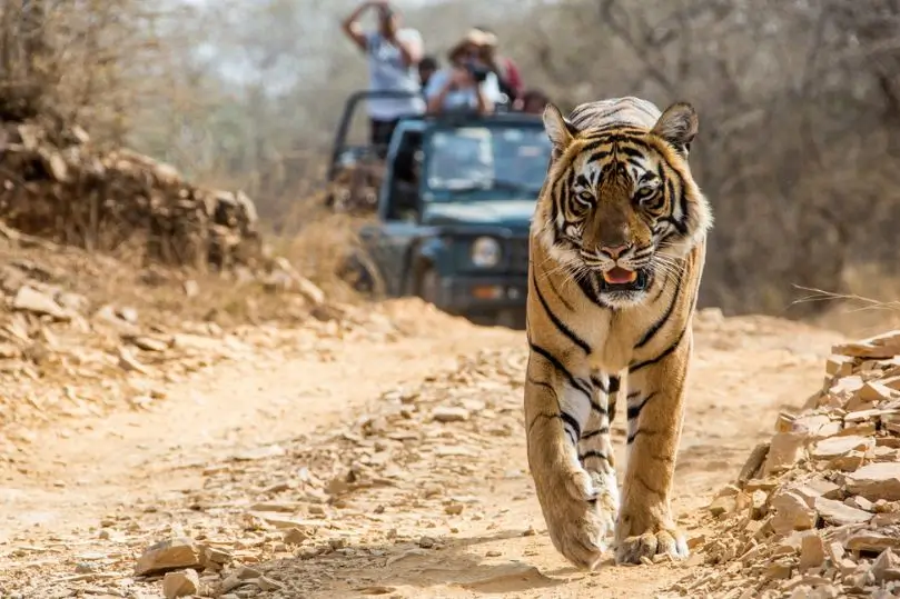Gran Safari de Vida Silvestre por India Central