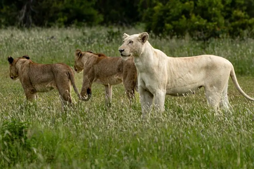 Tour de Vida Silvestre en India: Tigres, Rinocerontes y Leones