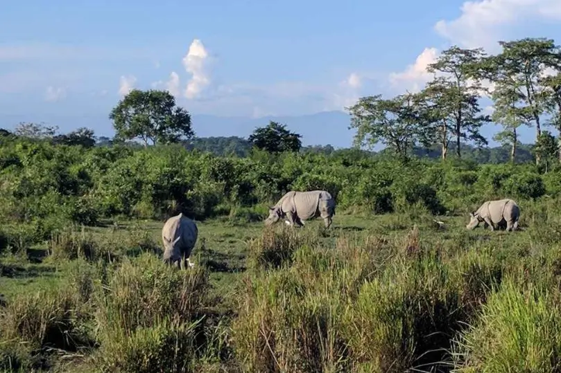 Safari por Kaziranga y Assam con Guía en Español