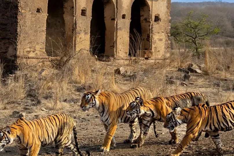 Safari de Lujo en India: Tigres, Leopardos y Taj Mahal