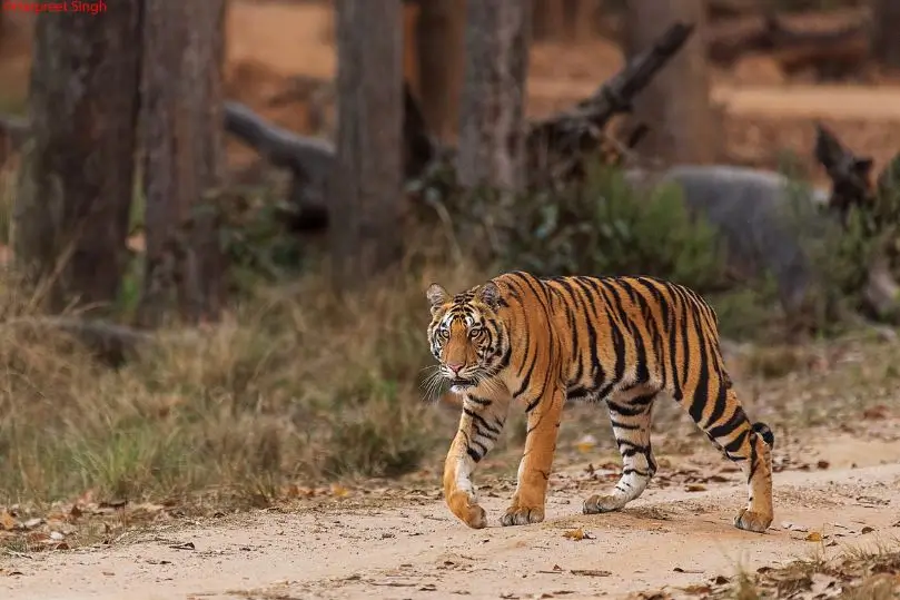 Safari de Tigres en India: Kanha, Bandhavgarh y Pench
