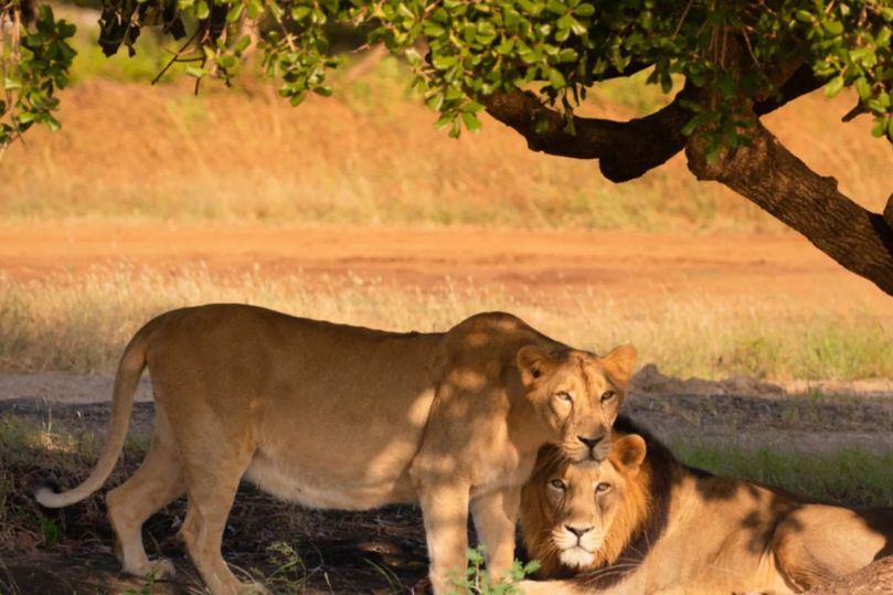 Tour de Vida Silvestre en India: Tigres, Rinocerontes y Leones