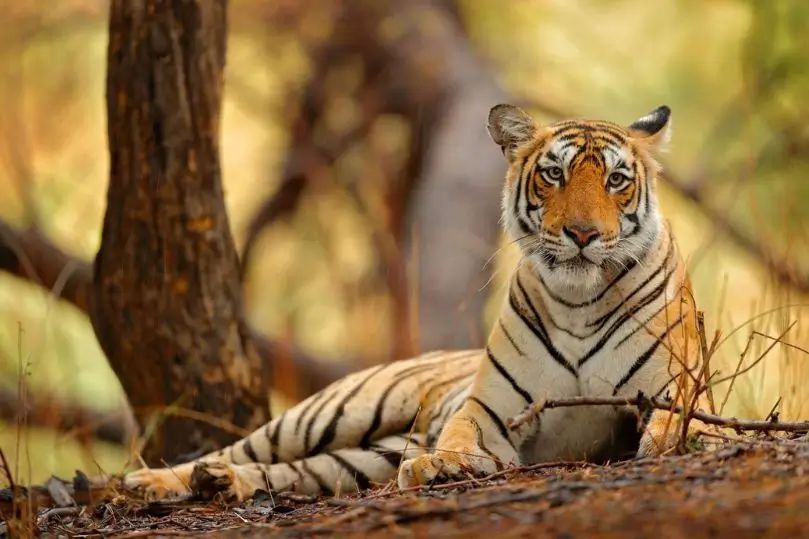Tour de Vida Silvestre en India: Tigres, Rinocerontes y Leones