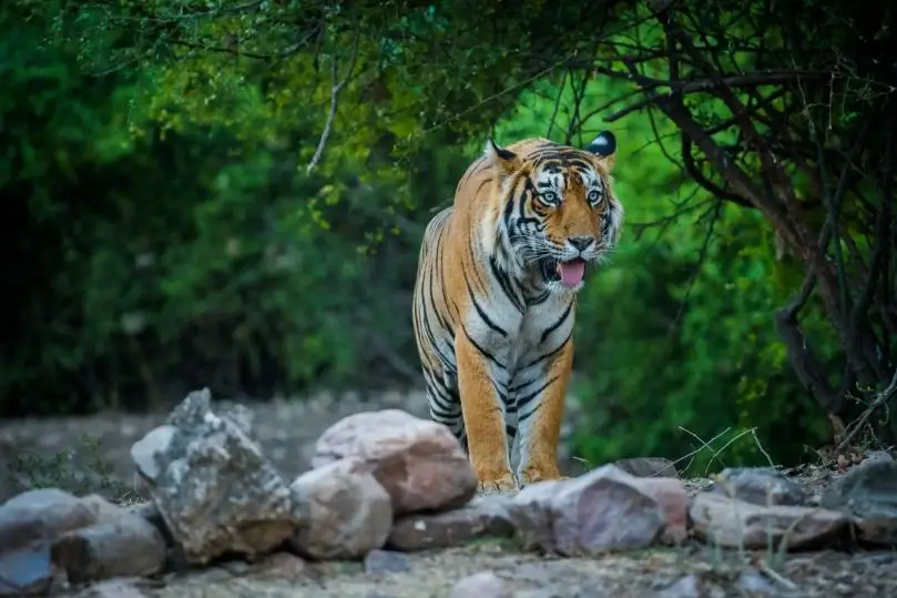 Gran Safari de Vida Silvestre por India Central