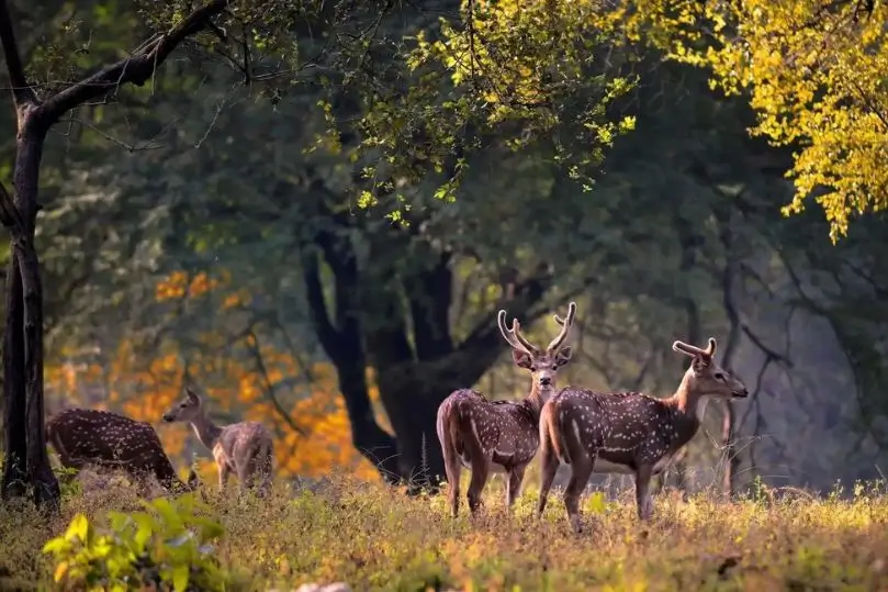 Safari de Tigres en India: Kanha, Bandhavgarh y Pench