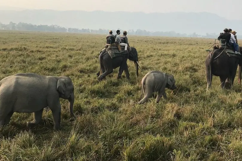Safari por Kaziranga y Assam con Guía en Español