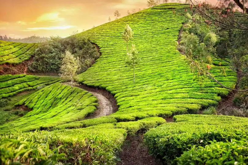 Tour por Kerala, Karnataka y Goa | 21 Días