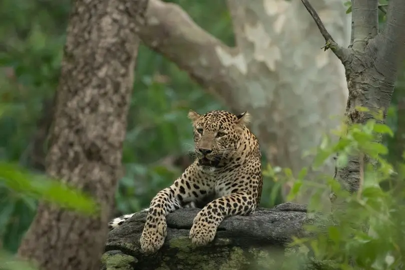 Safari de Lujo en India: Tigres, Leopardos y Taj Mahal