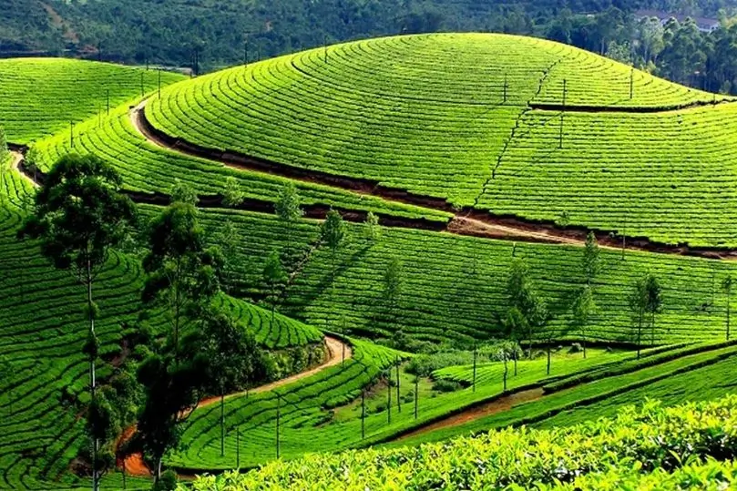 Tour Kerala y Karnataka con Naturaleza y Patrimonio | 14 Días