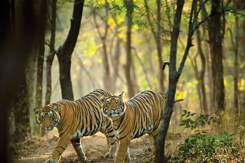 Tour de Lujo por India con Tigres y Palacios de Rajastán